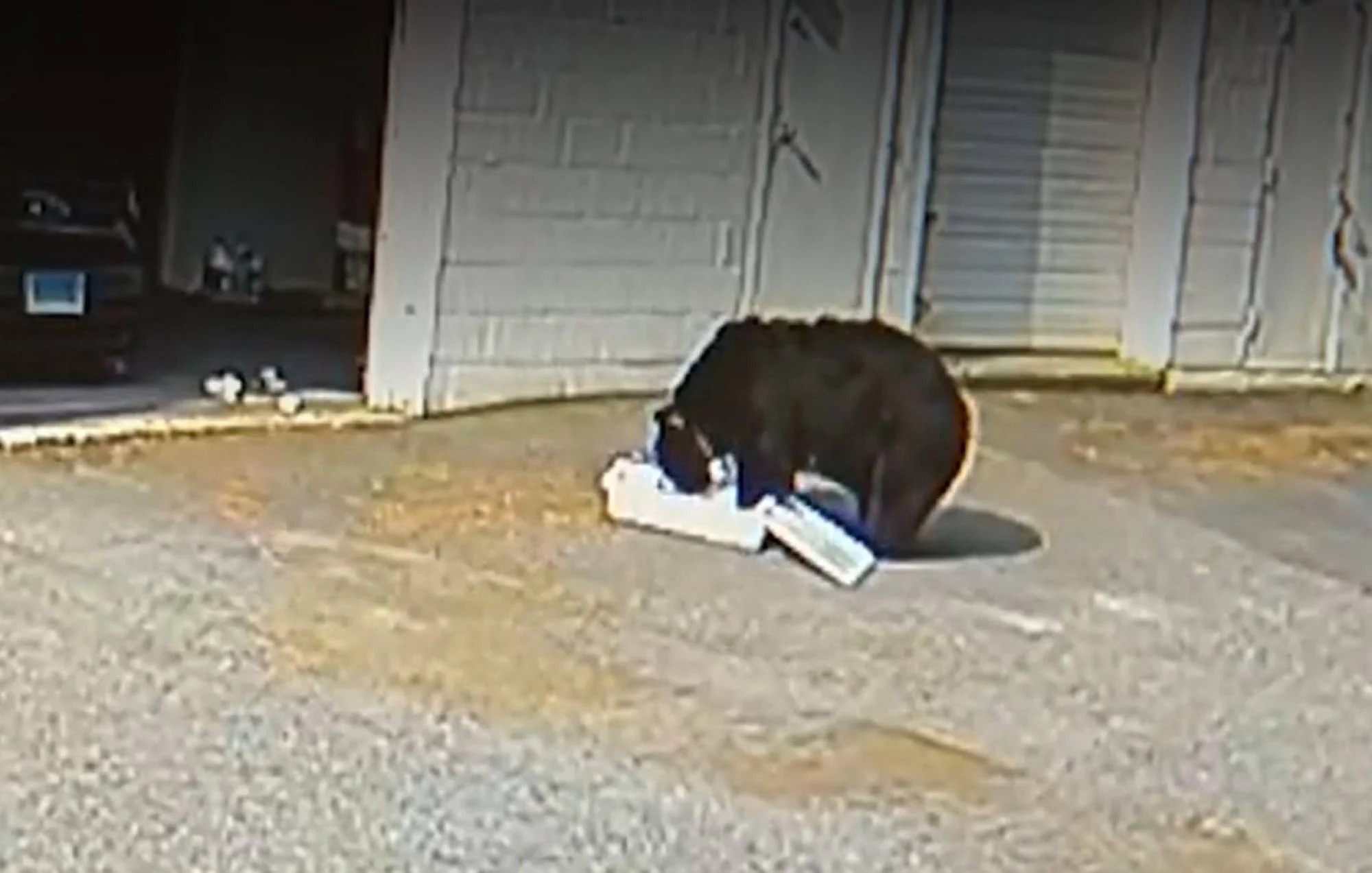 Gau den xong vao tiem banh My, ngau nghien 60 chiec cupcake hinh anh