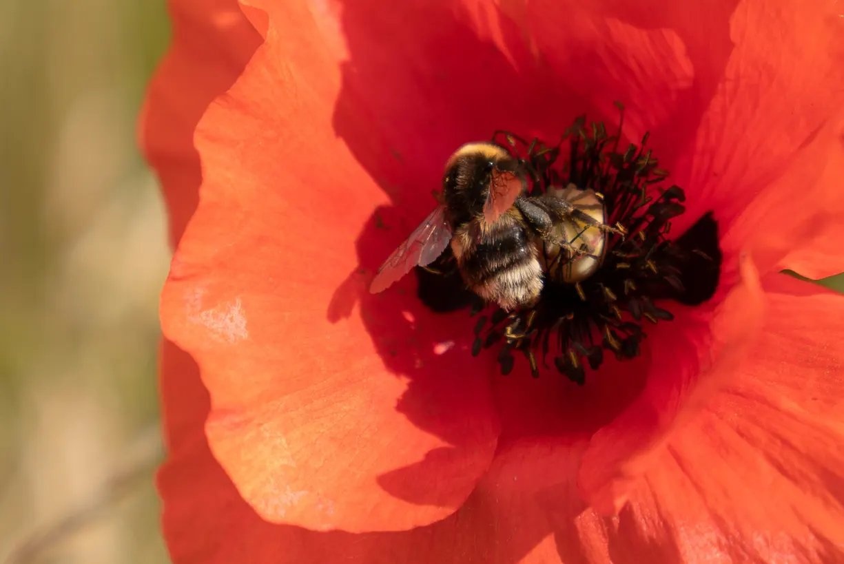 hinh anh thien nhien anh 7