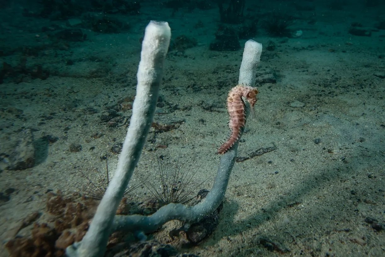 hinh anh thien nhien anh 6