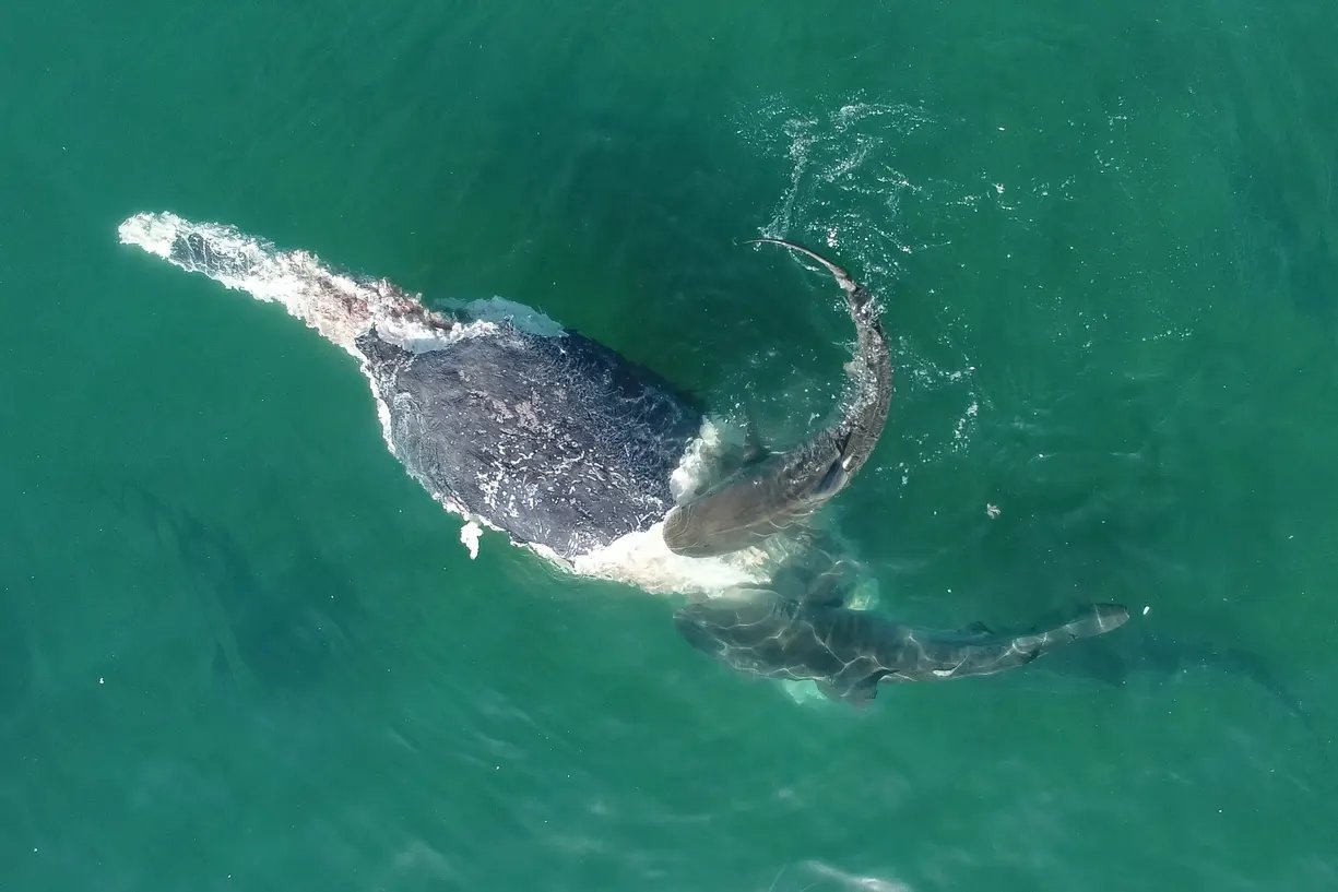 hinh anh thien nhien anh 5