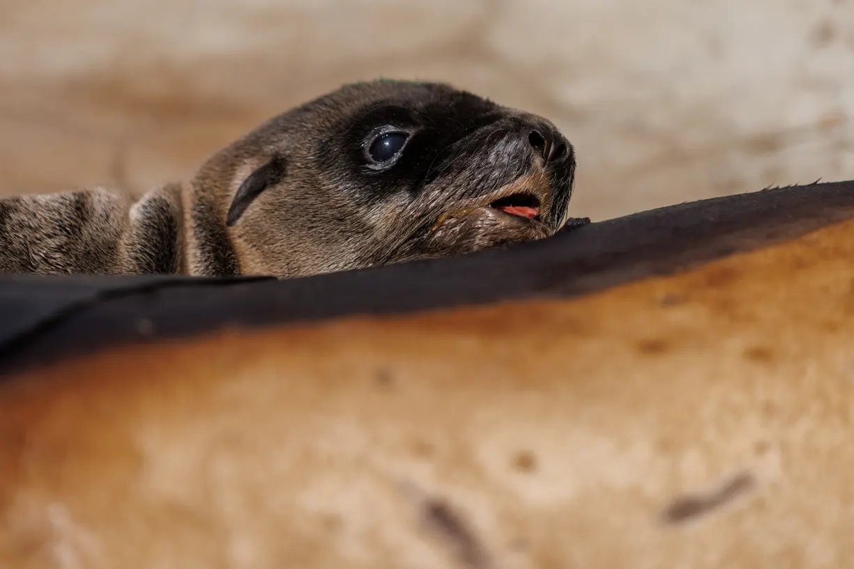 hinh anh thien nhien anh 3