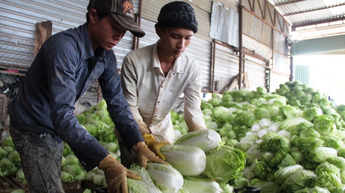 Rau cu Da Lat tang gia do mua keo dai hinh anh