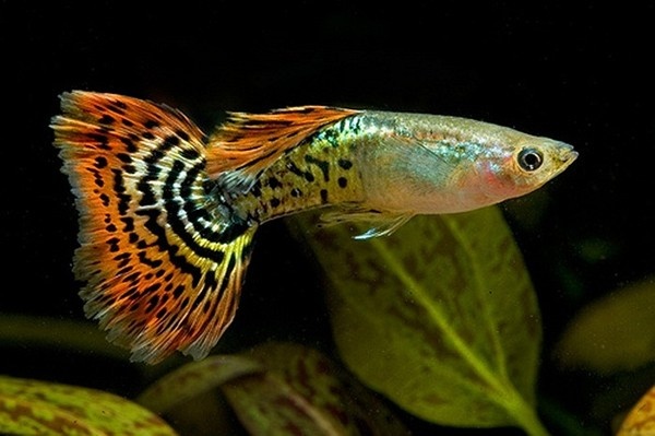 'Ca nguy hiem nhat the gioi' o Viet Nam gia 100.000 dong/con hinh anh