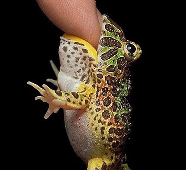 2 trieu dong mot con ech 'ngoai hanh tinh' dai 4cm hinh anh