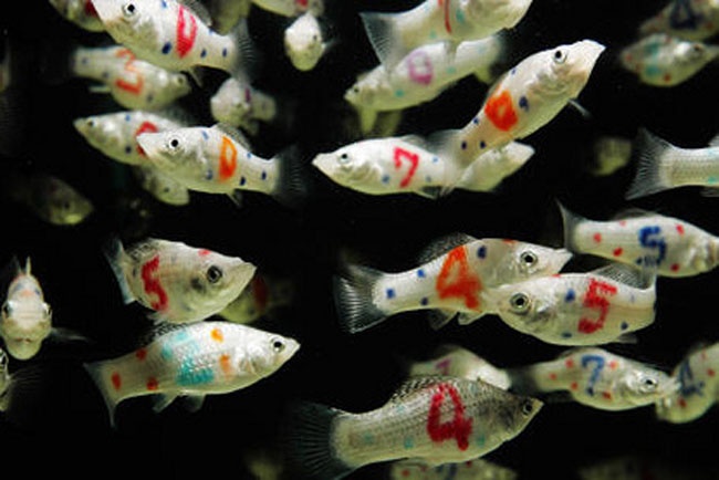 Mot trieu dong mua mot con ca xam minh hinh anh