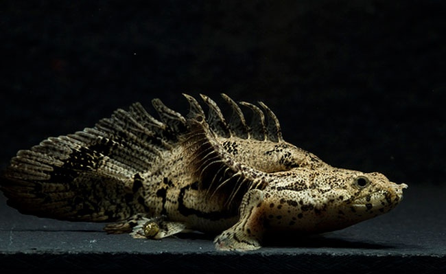 'Quai vat biet di' gia nua trieu dong hinh anh