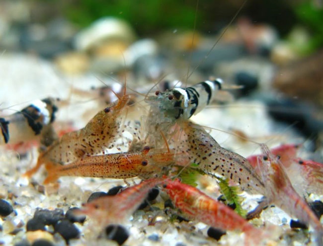 Choi tep canh sieu re tai Ha Thanh hinh anh