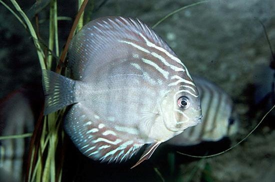 Thu nhap cao tu nghe nuoi ca dia hinh anh