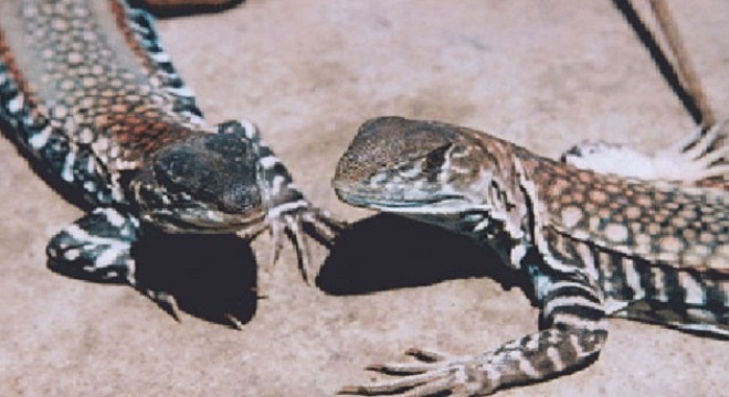 Nong dan Binh Dinh lo nang vi nuoi dong hinh anh