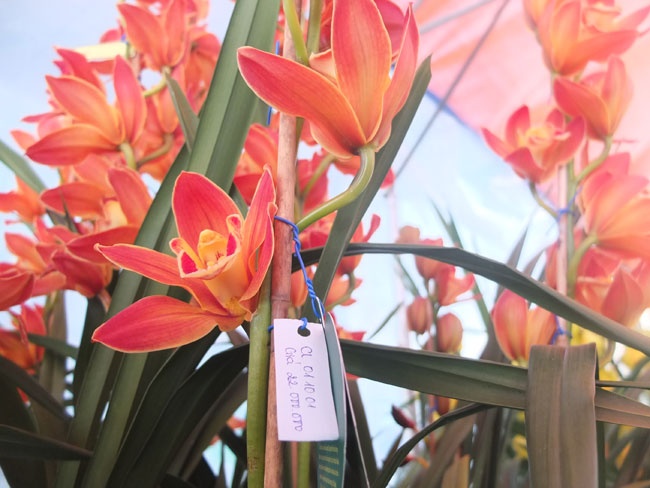 Can Tet, dia lan Da Lat tang gia 25 lan hinh anh