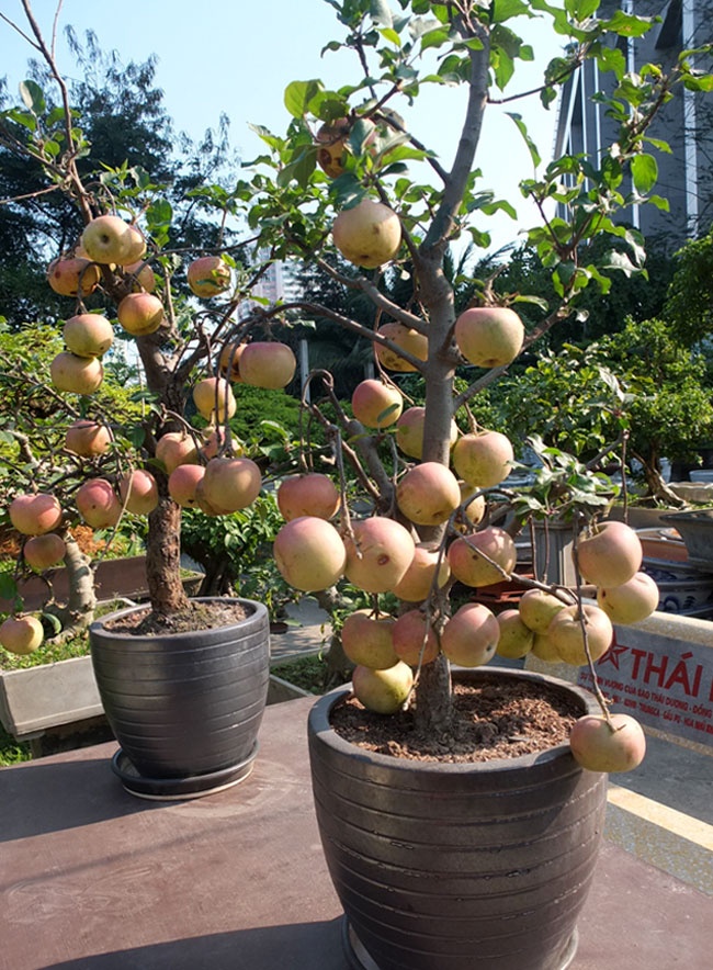 Tao canh choi Tet tien trieu o Ha Noi hinh anh