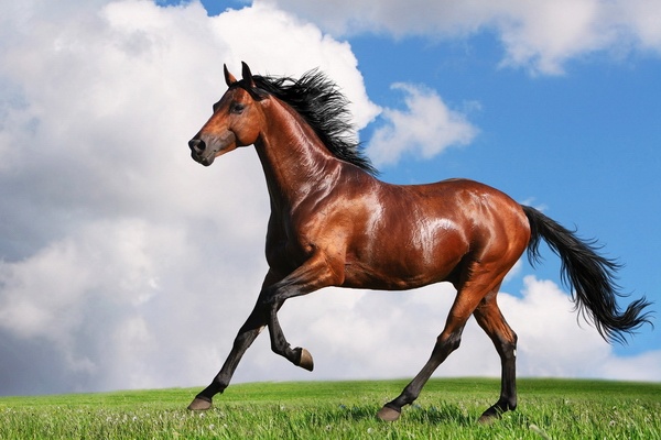 Tuoi nao co nhieu CEO thanh dat nhat? hinh anh