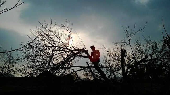 Buon dao rung, lai tien trieu moi canh van khong bu noi cong hinh anh