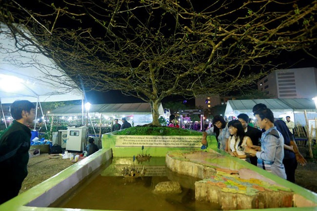 Nhung cay canh bac ty doc dao o cho Tet nam ngua hinh anh