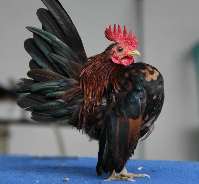 Hon 30 trieu dong mot chu ga nho nhat the gioi hinh anh