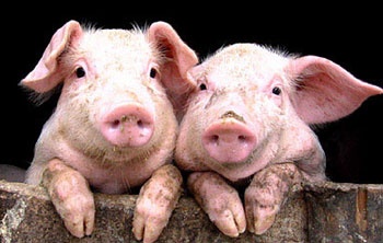 Thit lon mien Bac lan dau xuat nguoc lai TP.HCM hinh anh