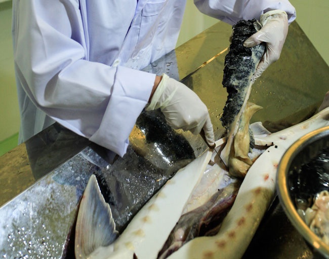 300.000 dong mot kg thit ca tam sau lay trung hinh anh