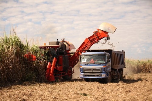 Mía đường là ngành Hoàng Anh Gia Lai đang có lợi thế cạnh tranh rất lớn.