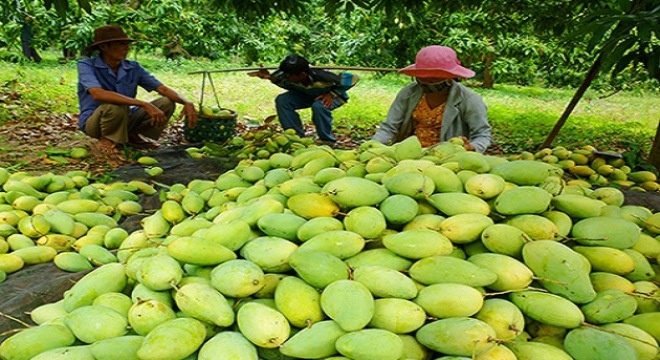 Gia xoai rot tham, doanh nghiep lai keu thieu hang xuat khau hinh anh