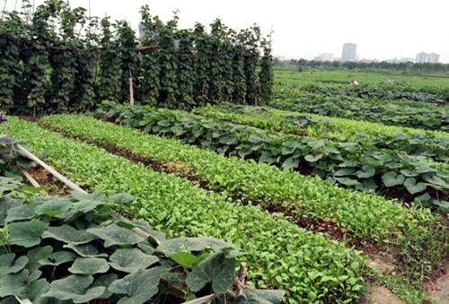 Bo viec thau ruong hoang trong rau sach hinh anh