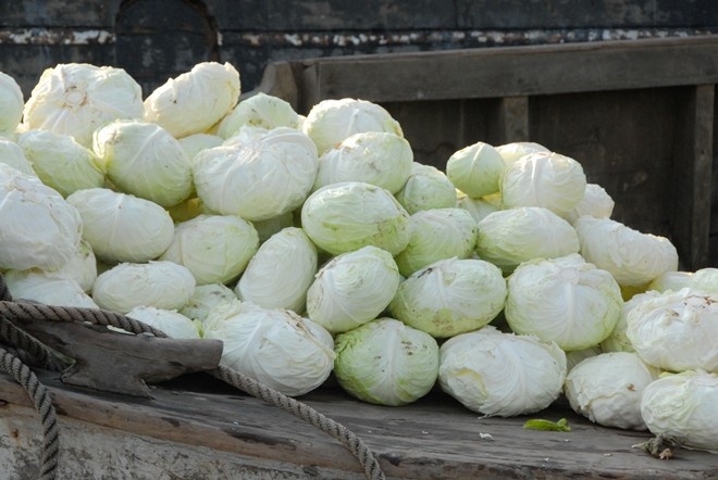 Cuối tháng 3, giá rau bắp cải bất ngờ giảm mạnh, chỉ còn 500 -700 đồng/kg, chưa bằng 1/10 giá mọi năm. Giá thấp nhưng vẫn không bán được khiến nhiều nhà vườn thu hoạch xong đành để bắp cải hỏng dần trong nhà, có người không thu hoạch mà bỏ thối trên ruộng. Nhiều con sông vào vụ trôi đầy bắp cải vì nông dân không bán được đành đổ xuống đây. Thế nhưng, điều nghịch lý là giá bán bắp cải tại các chợ trên địa bàn vẫn đang ở mức 5.000 - 6.000 đồng/kg. Ảnh: Ngọc Trinh.