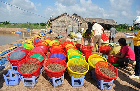 Sau thời gian dài hút hàng sốt giá, thương lại Trà Vinh, Bến Tre, Sóc Trăng... hiện chỉ thu mua tôm thẻ chân trắng ở mức 110.000 đồng/kg, giảm 50.000 đồng so với thời điểm đầu năm. Người dân sau khi bỏ tôm sú, bỏ trồng mia, đào ao nuôi tôm thẻ chân trắng nay lại phải đối mặt với thua lỗ nặng. Ảnh: Báo Quảng Ninh.