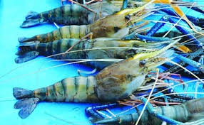 Nuoi tom cang xanh toan duc o mien Tay, thu tram trieu hinh anh