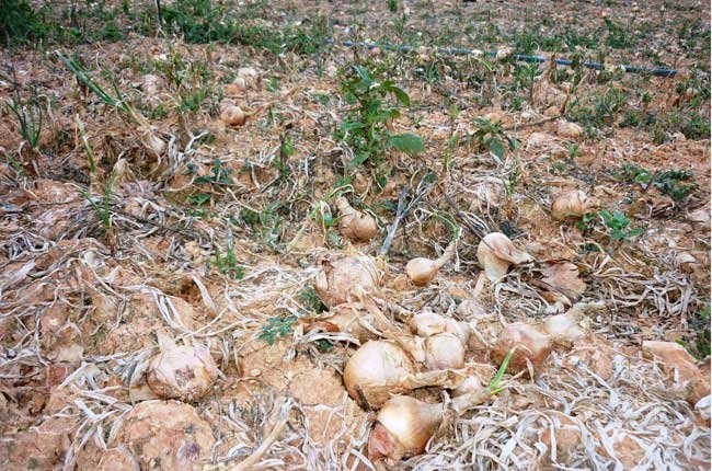 Nong dan Da Lat mang hang tram tan hanh tay di do hinh anh