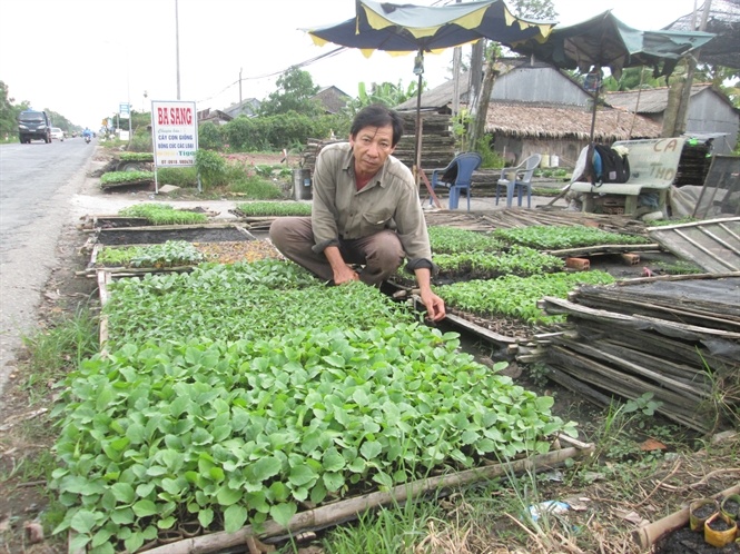 Uom rau mau giong lai gan 1 trieu/ngay hinh anh