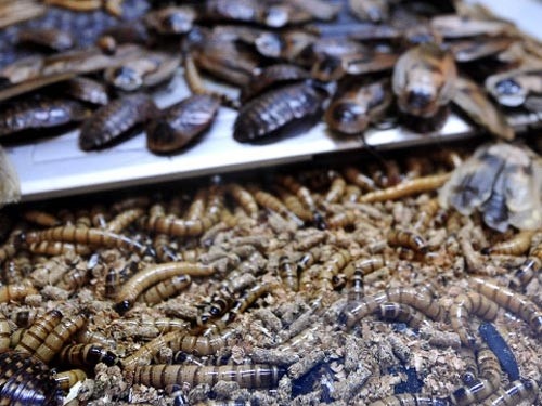 Sau la mien Tay bi cam nuoi hot nhat tuan hinh anh