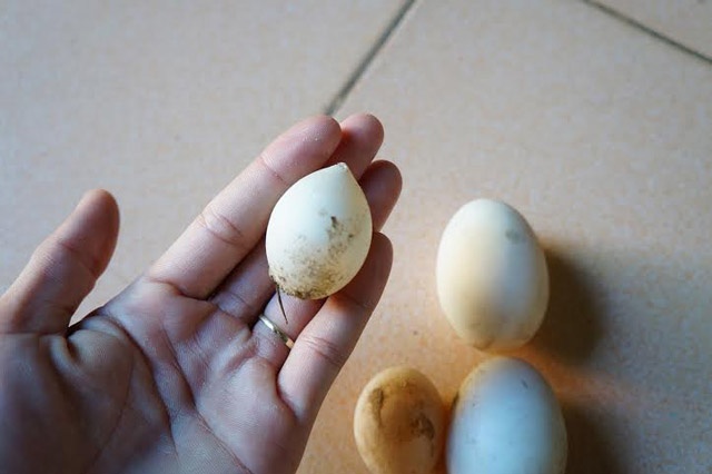 Xuat hien trung vit meo mo, nho bat thuong hinh anh