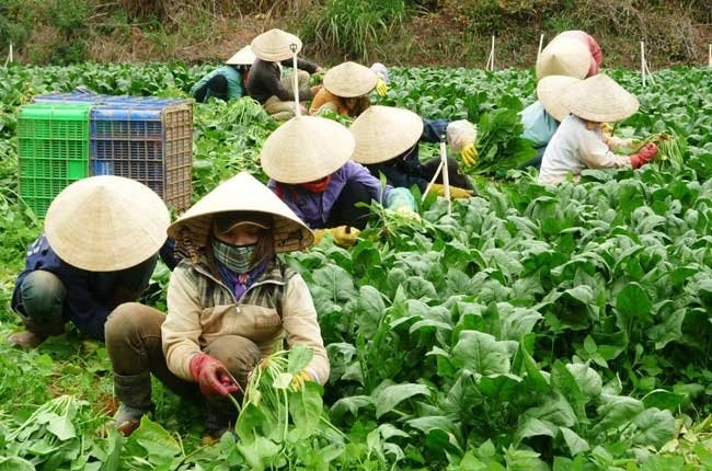 Rau Da Lat tang gia vi mua hinh anh