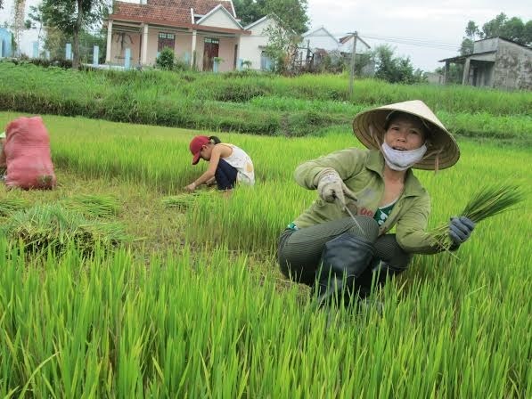 Nong dan Quang Ngai gat lua cho bo an hinh anh