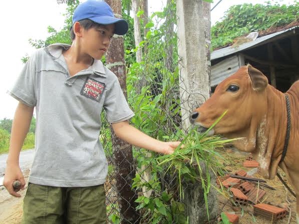 Em Trần Minh Thọ gặt lúa về và cho bò ăn giúp gia đình.