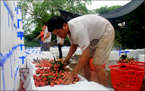 Khong co chuyen nhap vai thieu ngam hoa chat tu Trung Quoc hinh anh