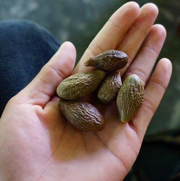 Trái ươi rừng, loại lâm sản mang về tiền triệu mỗi ngày cho người dân Quảng Ngãi.