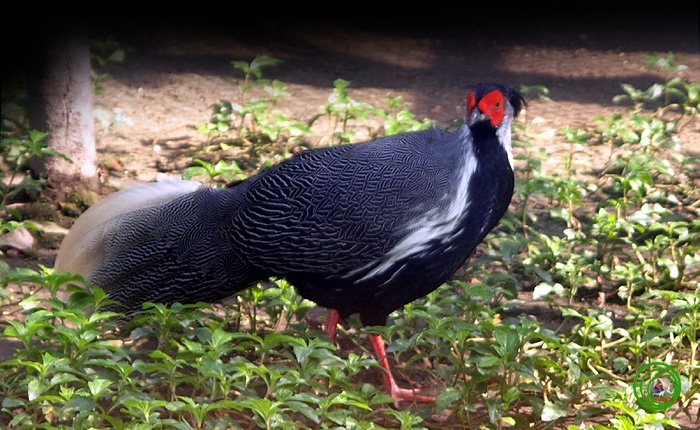 Chi tien trieu san ga rung canh co ten trong sach do hinh anh