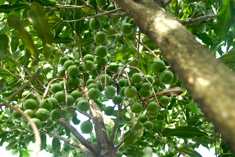 Được xem là câ trồng tỷ đô của Việt Nam, mắc ca có thời gian sinh trưởng khá dài. Thông thường, cây mắc ca cần 5 năm để có thể cho quả và sẽ đạt năng suất cao từ năm thứ 6. Tuy nhiên, cây có thể cho quả tới 60 năm tiếp theo và thân gỗ của nó có thể sử dụng cho công nghiệp chế biến gỗ. Chi phí phân bón và chăm sóc đối với loại cây này không quá 50.000 đồng/cây mỗi năm (không tính chi phí giống). 