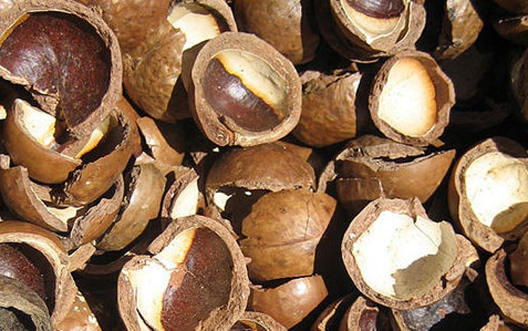 Vỏ mắc ca có nhiều ta nanh và protein có thể làm thuộc da và chế biến thức ăn chăn nuôi. Thậm chí, nó còn có thể dùng để sản xuất than hoạt tính, làm chất đốt, làm giá thể để ươm cây giống. 