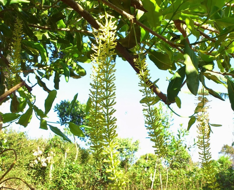 Cây mắc ca có yêu cầu về nhiệt độ khi ra hoa từ 18 đến 30 độ C, lý tưởng nhất trong khoảng 18 - 23 độ C.