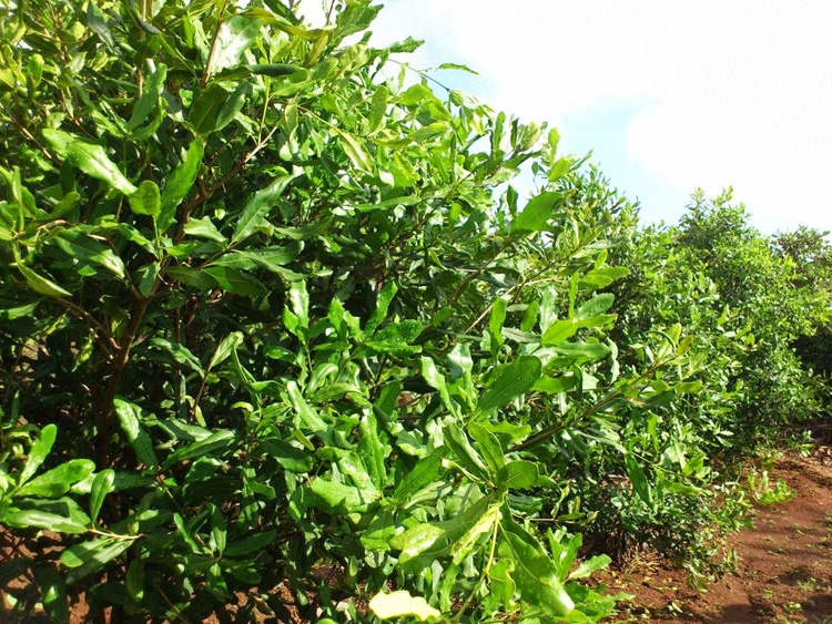 Để giảm thời gian sinh trưởng và nhanh cho quả, nhiều chủ vườn dùng cây mắc ca ghép để trồng. Chỉ sau hơn 2 năm trồng, cây mắc ca đã cho hoa.