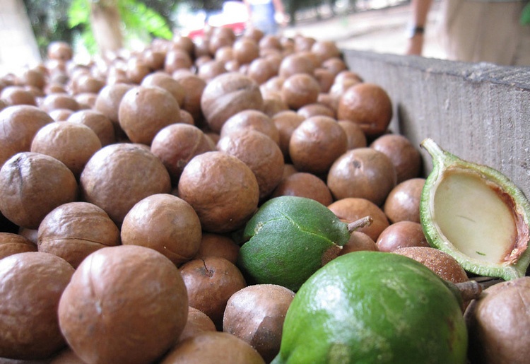 Giá quả mắc ca trung bình vào thời đểm mới được trồng khảo nghiệm tại Việt Nam lên tới 500.000 đồng/kg, nhưng nay chỉ còn khoảng hơn 100.000 đồng/kg. Việt Nam hiện là nước có diện tích trồng mắc ca đứng thứ 11 trong số 17 nước trồng nhiều nhất thế giới.