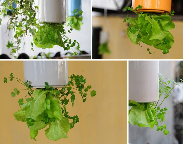 Ngay cả các loại cây thực phẩm cũng có thể trồng được trong loại chậu này, và trở thành vật trang trí cho chính phòng bếp.