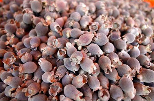 Sim rung Phu Quoc gia 100.000 dong/kg o Ha Noi hinh anh