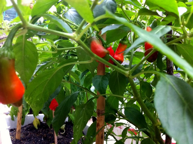 Ot canh ngoai hut khach Viet nho hinh dang la hinh anh