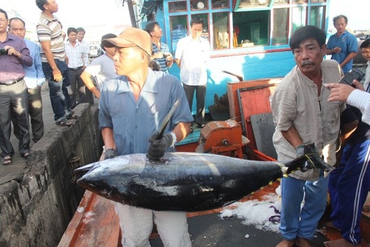 Ngư dân đưa cá ngừ đại dương đánh bắt theo kiểu mới lên bờ.