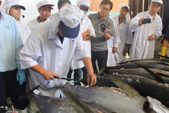 Lo ca ngu dai duong dau tien cua Binh Dinh duoc xuat di Nhat hinh anh