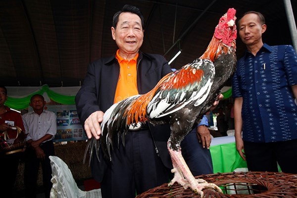 Dhanin không có nhiều sở thích. Trong thể thao, ông chỉ mê đá gà - vốn là một môn dân gian rất được người dân ưa thích như võ Thái.  Tuy nhiên, kiểu chơi của ông  khác lạ hơn nhiều người. Ông là người đi đầu xây dựng trường đá gà có cựa bó bằng vải giống như găng đấm bốc. Ông nói như vậy có nhân tính hơn dùng cựa sắt. Dhanin cũng thích nuôi chim bồ câu để đua và không bao giờ ăn thịt chúng. 