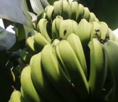 Trong chuoi 'la' cho thu nhap cao hinh anh