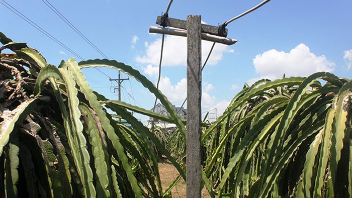 Nong dan phai chi 3 trieu moi duoc chong den cho thanh long hinh anh